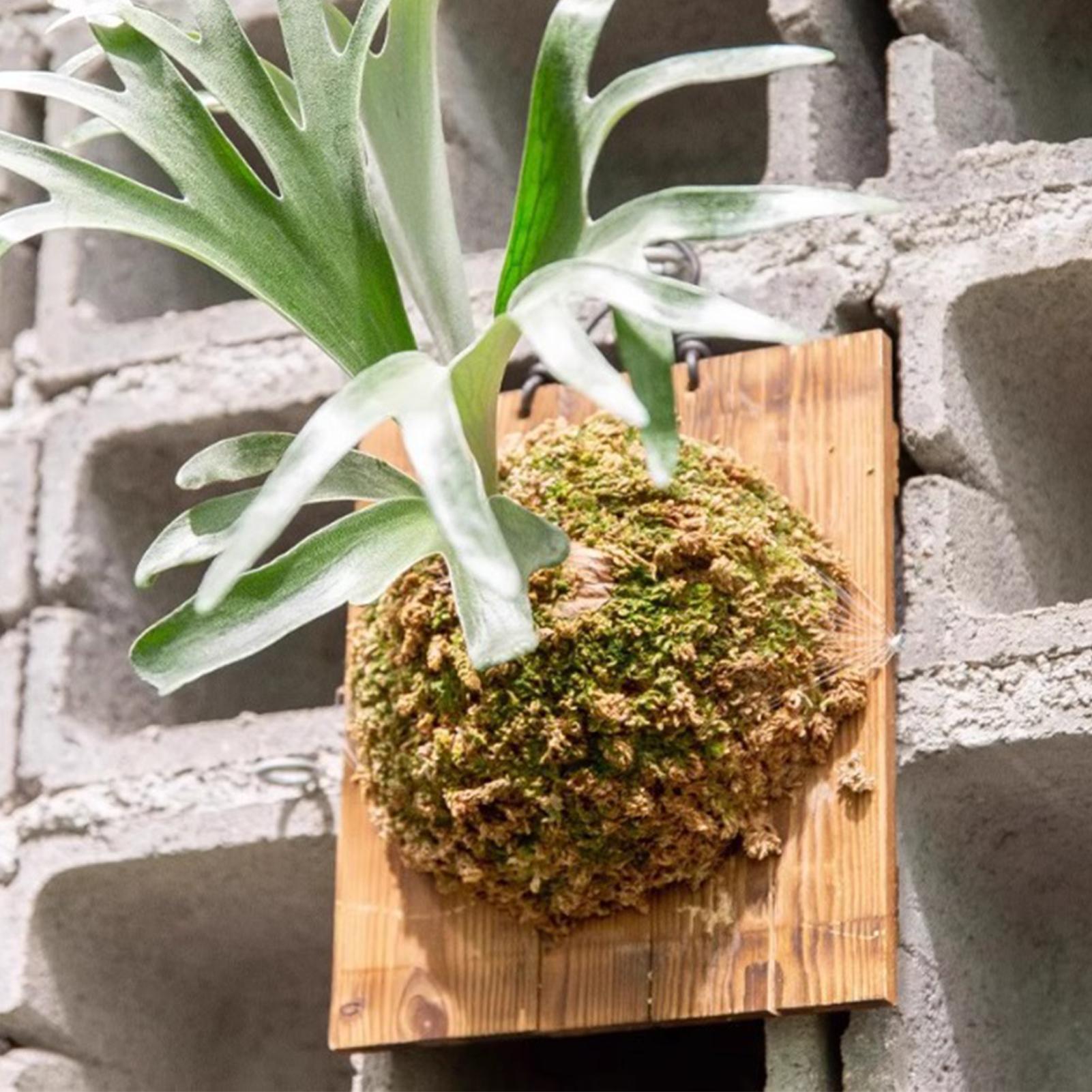 Vertical Wall Planter - 1 個屋内木製スタッグホーンシダ吊りボード壁掛けプランター垂直庭園取付プレート屋内壁プランター