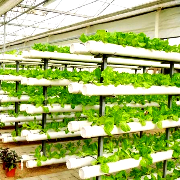 屋外水耕栽培タワー型栽培システム、土を使わない垂直水耕栽培タ - Hydroponic System のレビューと価格
