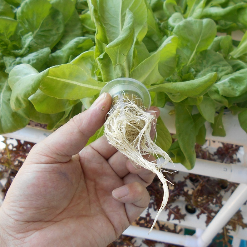 3段式PVCパイプ水耕栽培システム 家庭用バルコニー野菜ハー - Hydroponic System のレビューと価格
