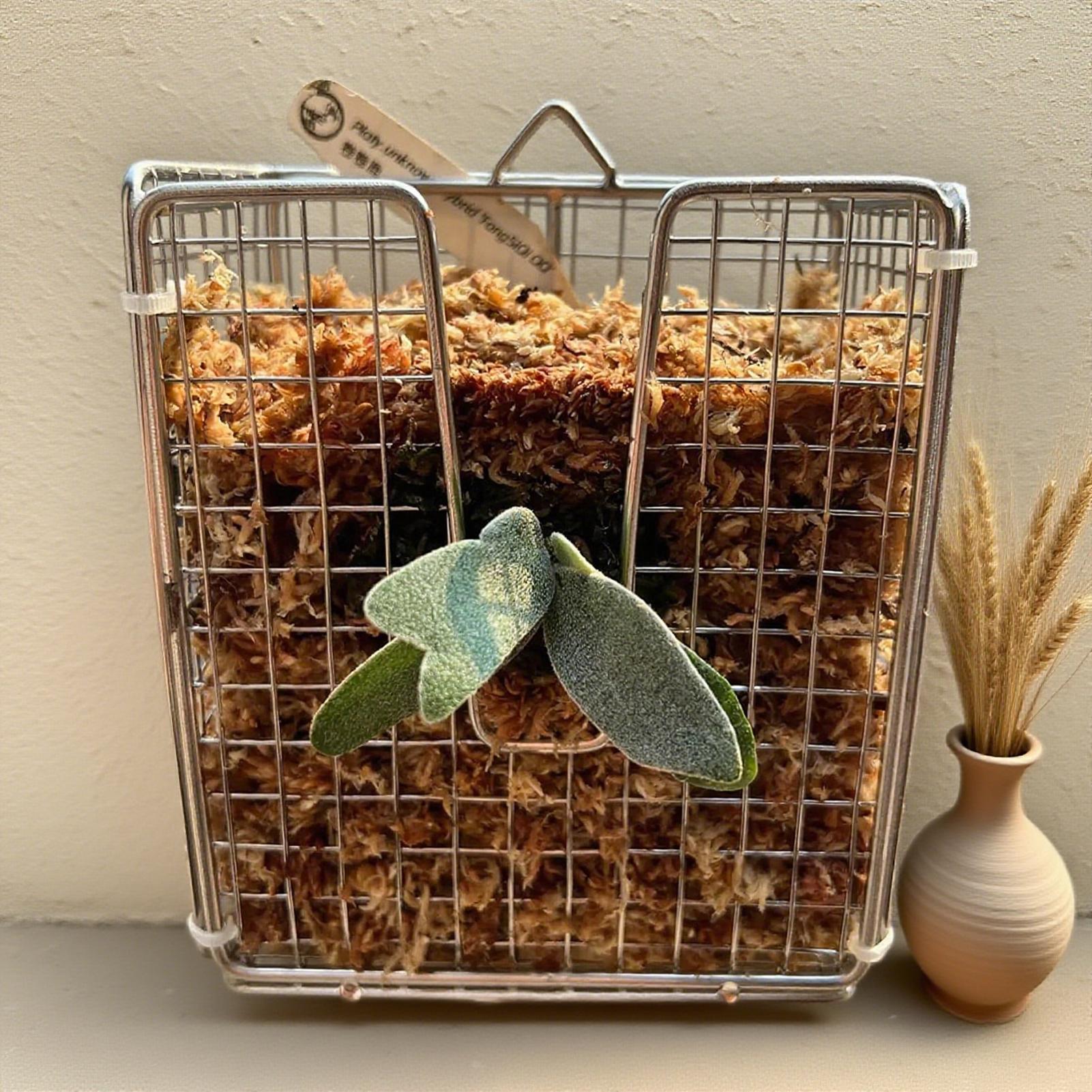 スタッグホーンシダ取り付けキット ステンレス製壁掛けプランタ - Vertical Wall Planter のレビューと価格