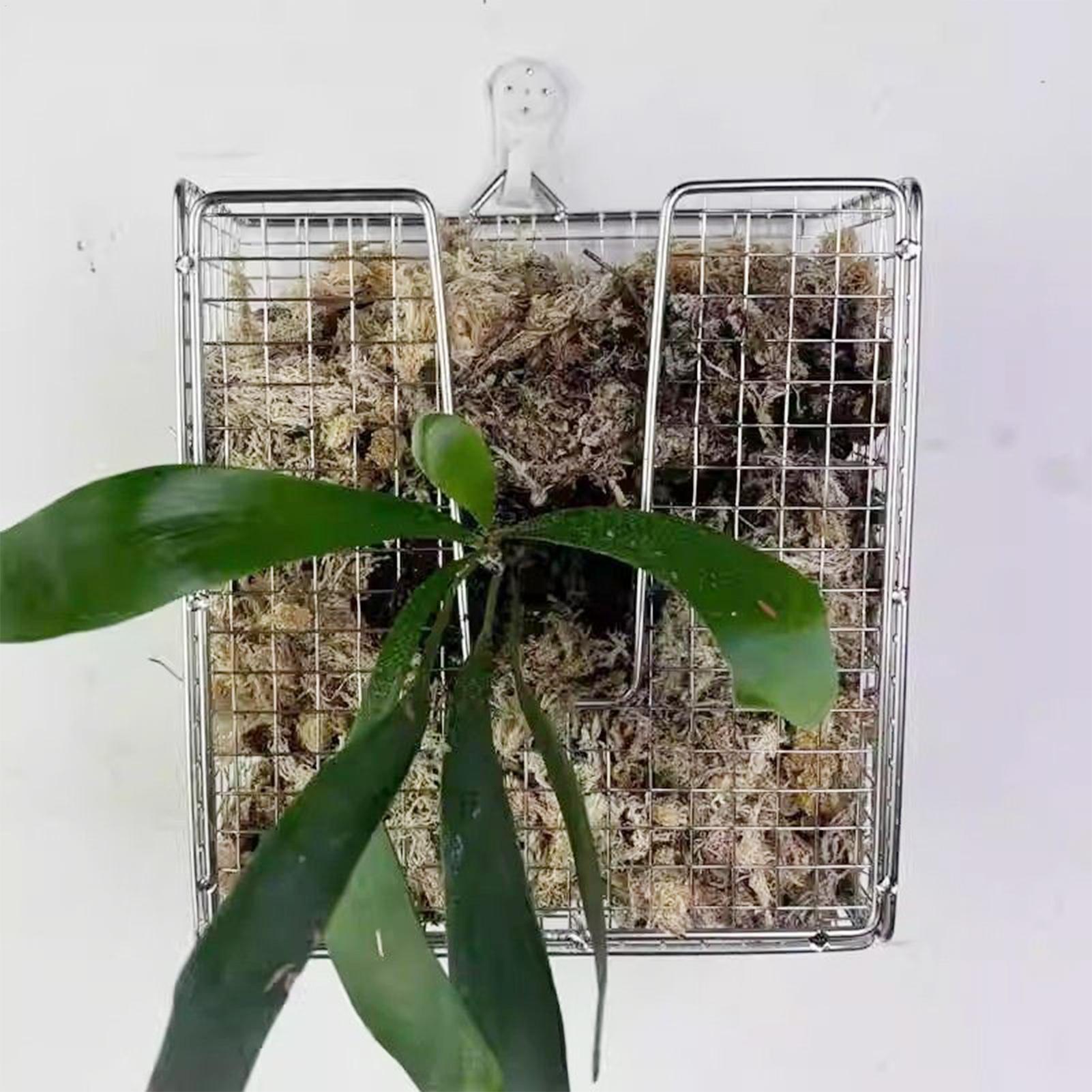 スタッグホーンシダ取り付けキット ステンレス製壁掛けプランタ - Vertical Wall Planter のレビューと価格