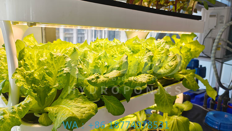 野菜、レタス、イチゴを栽培するための農業機械、垂直栽培システ - Hydroponic System のレビューと価格