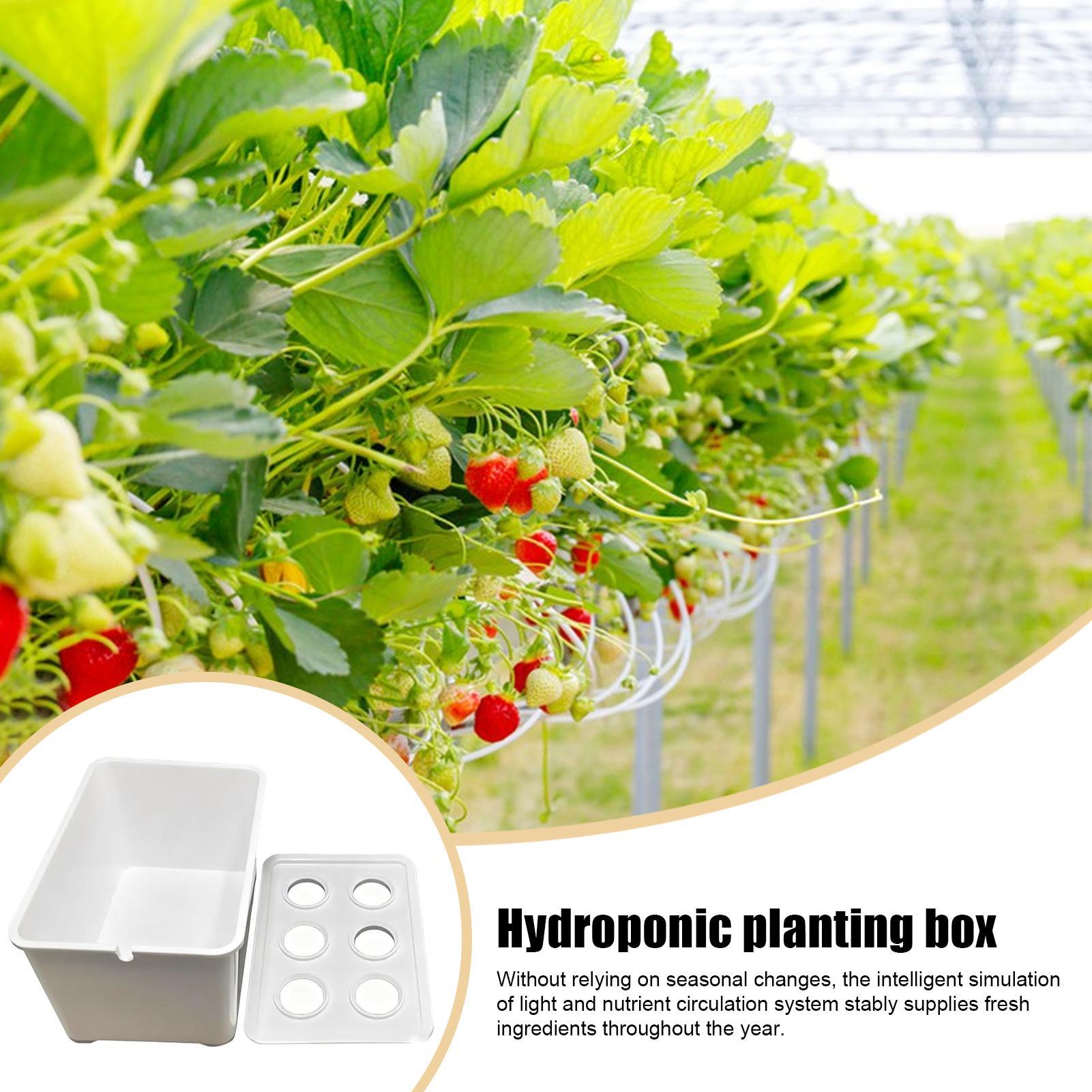 水耕栽培キット 初心者向け機器 家庭用水耕栽培苗システム レ - Hydroponic System のレビューと価格