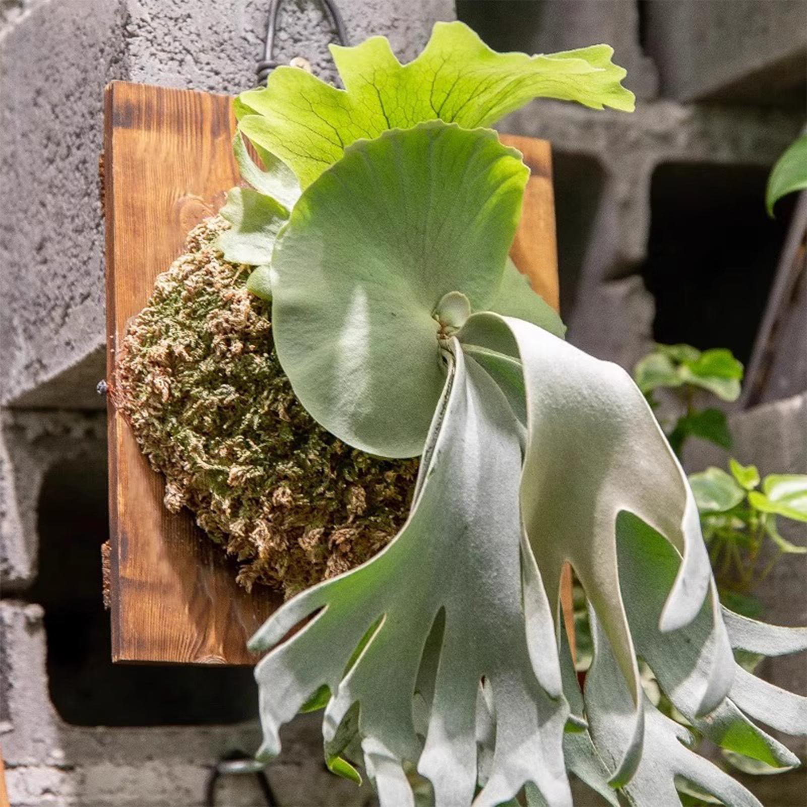1 個屋内木製スタッグホーンシダ吊りボード壁掛けプランター垂 - Vertical Wall Planter のレビューと価格