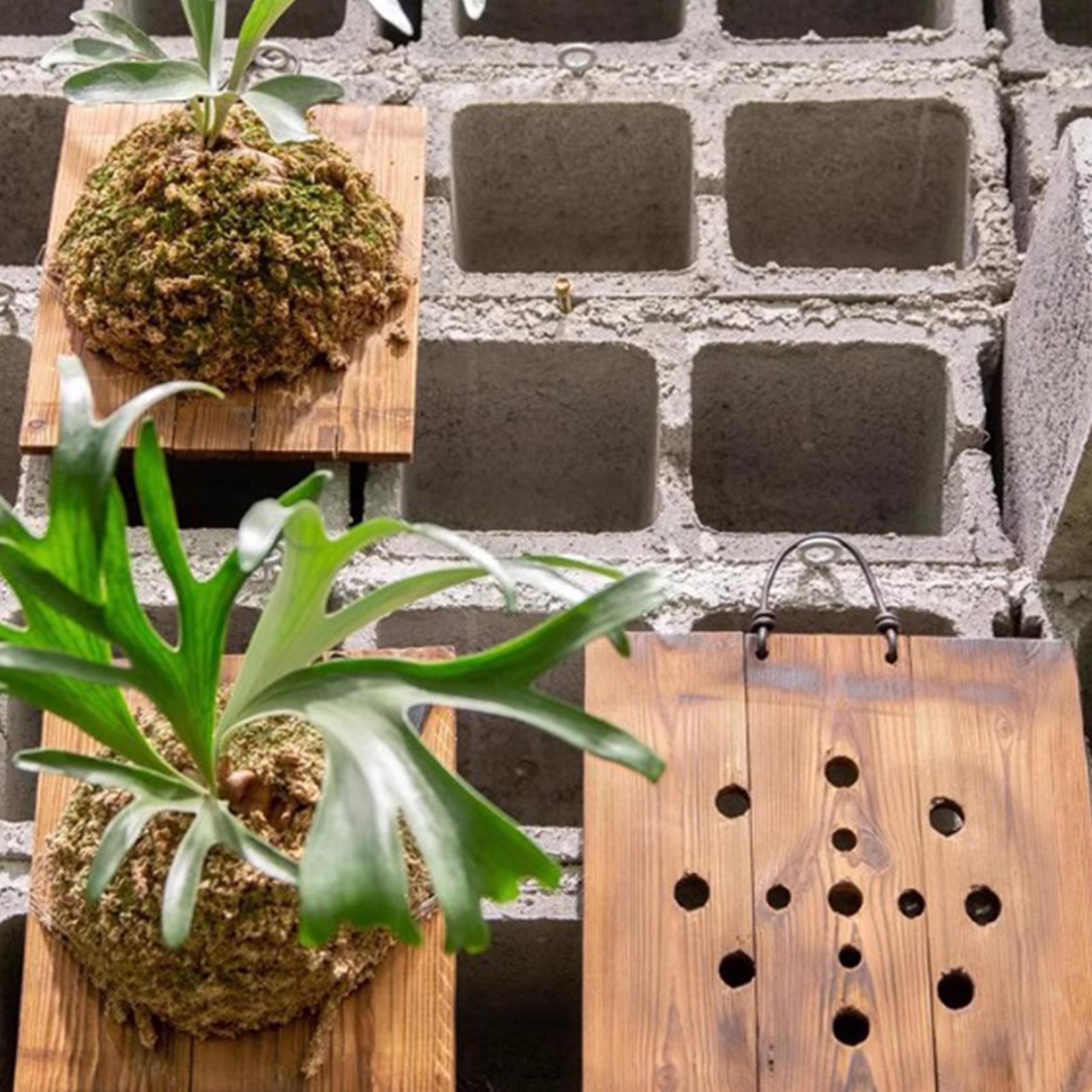 1 個屋内木製スタッグホーンシダ吊りボード壁掛けプランター垂 - Vertical Wall Planter のレビューと価格