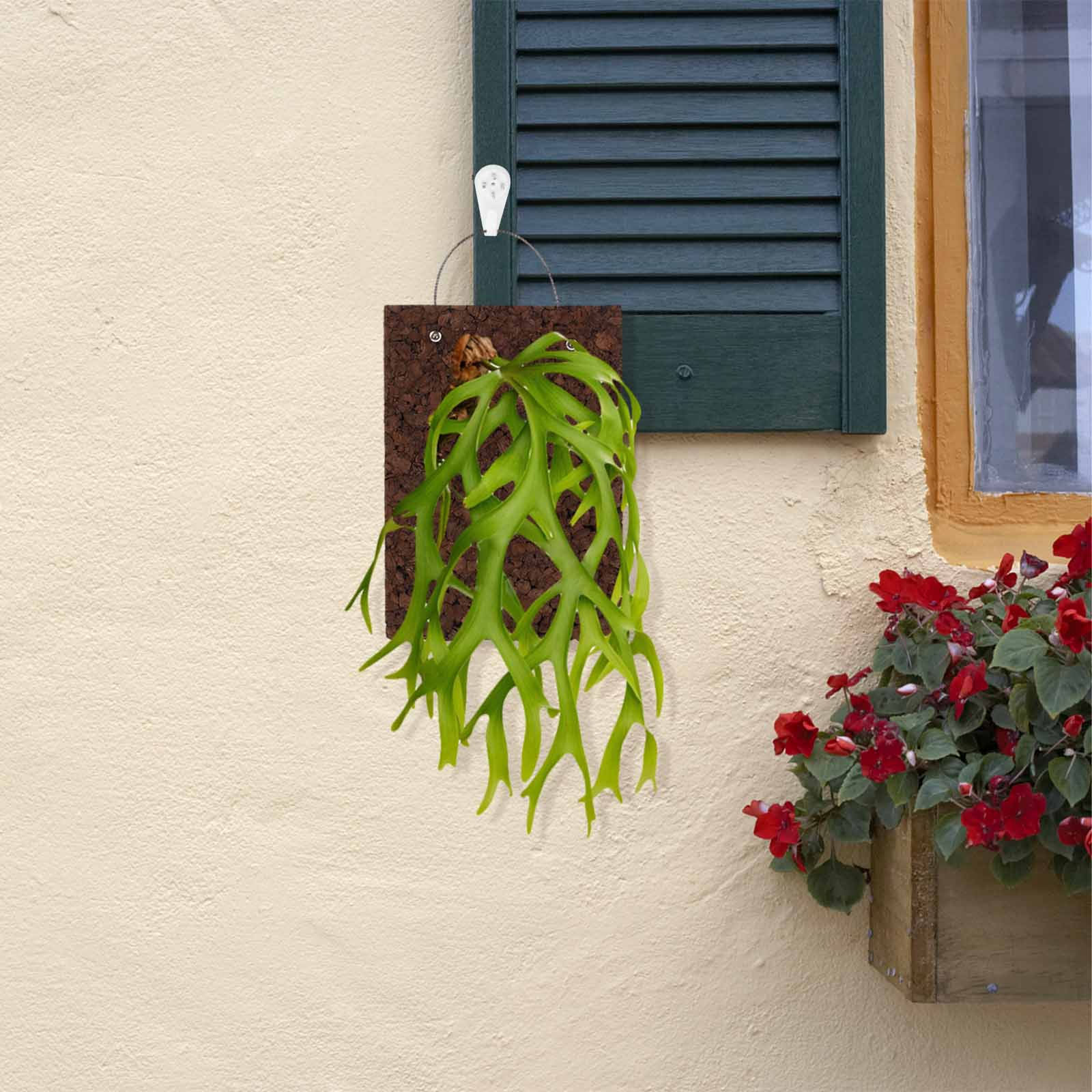 素朴な風合いのシダ取り付けボード、炭化コルク厚板壁掛けプラン - Vertical Wall Planter のレビューと価格